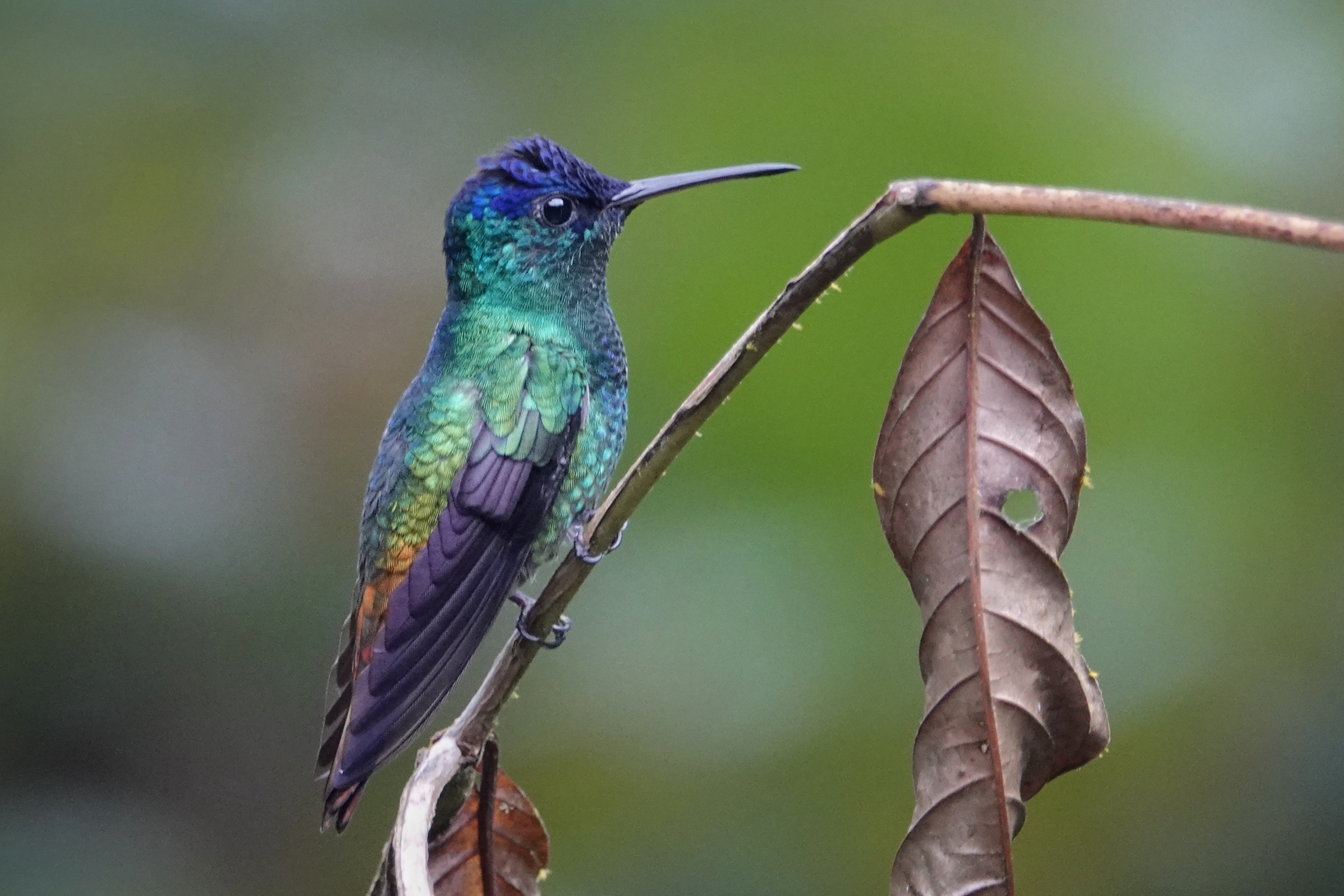 Colibri bleu